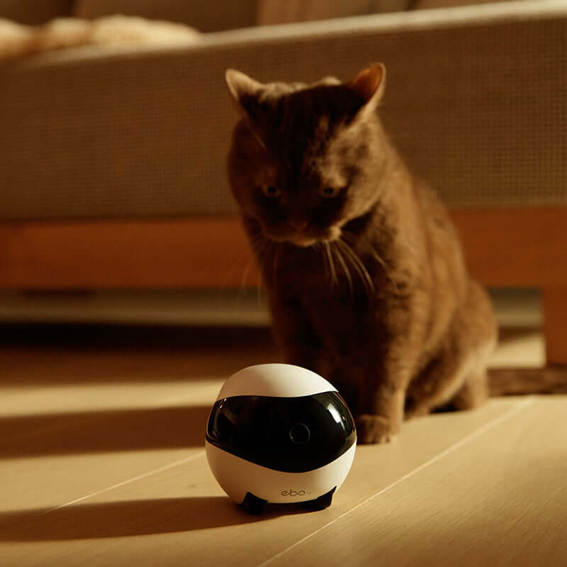 Ebo Robot companion